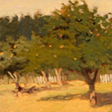 Sebastopol Orchard