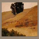 foothill trees